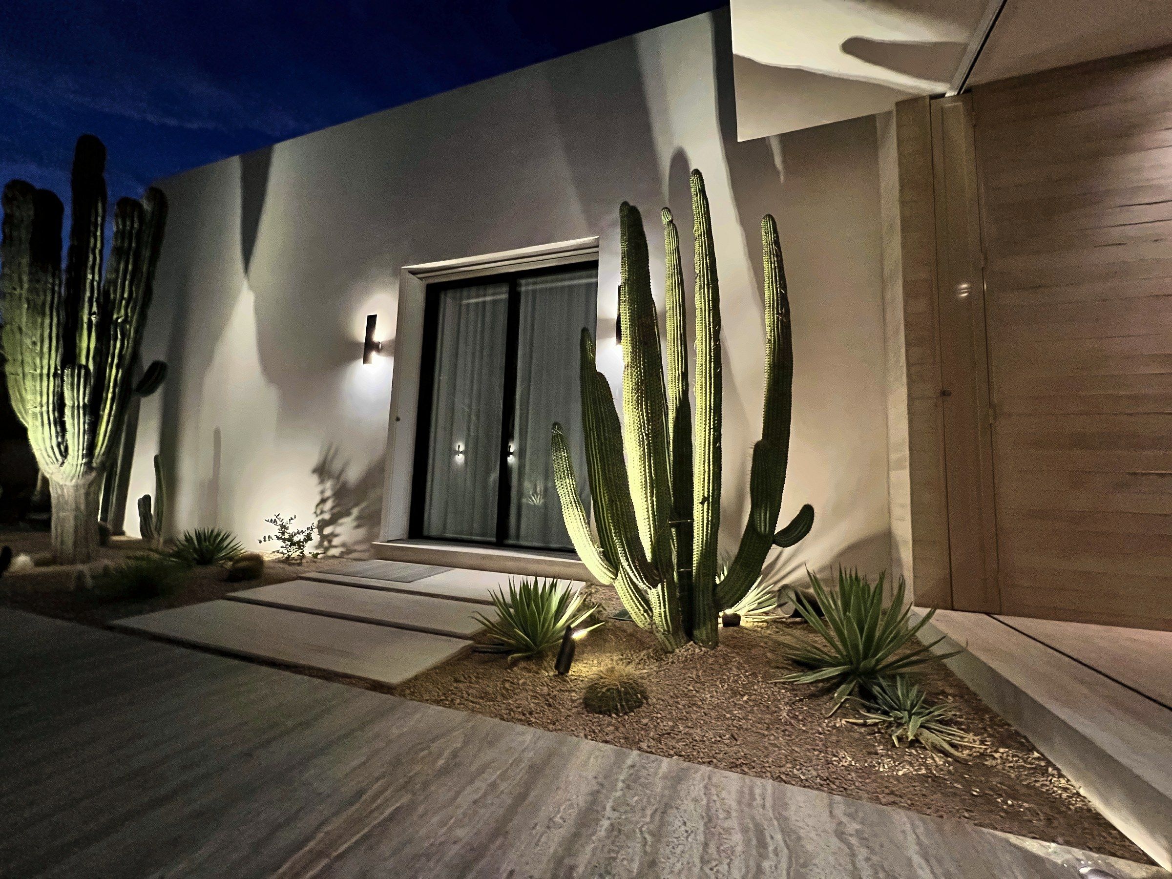 Cardon cactus uplit beside glass door