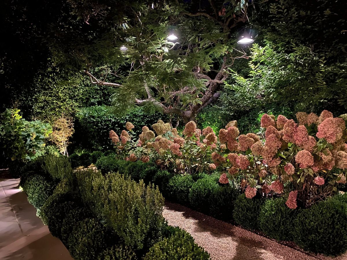 Hydrangea border tree downlights
