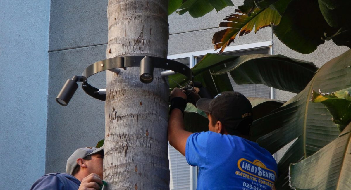 Our crew mounting a ring of lights on a palm trunk