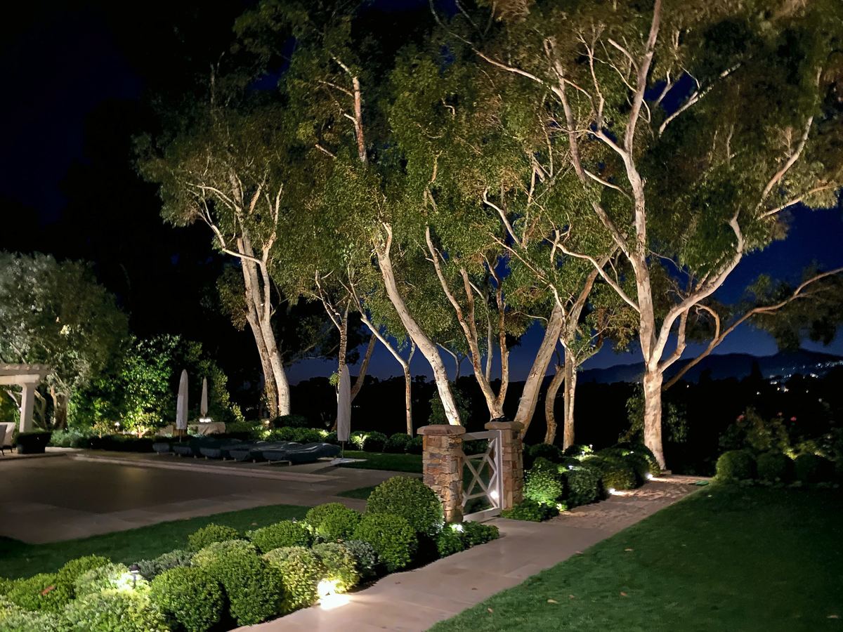 Lit garden walk uplit trees