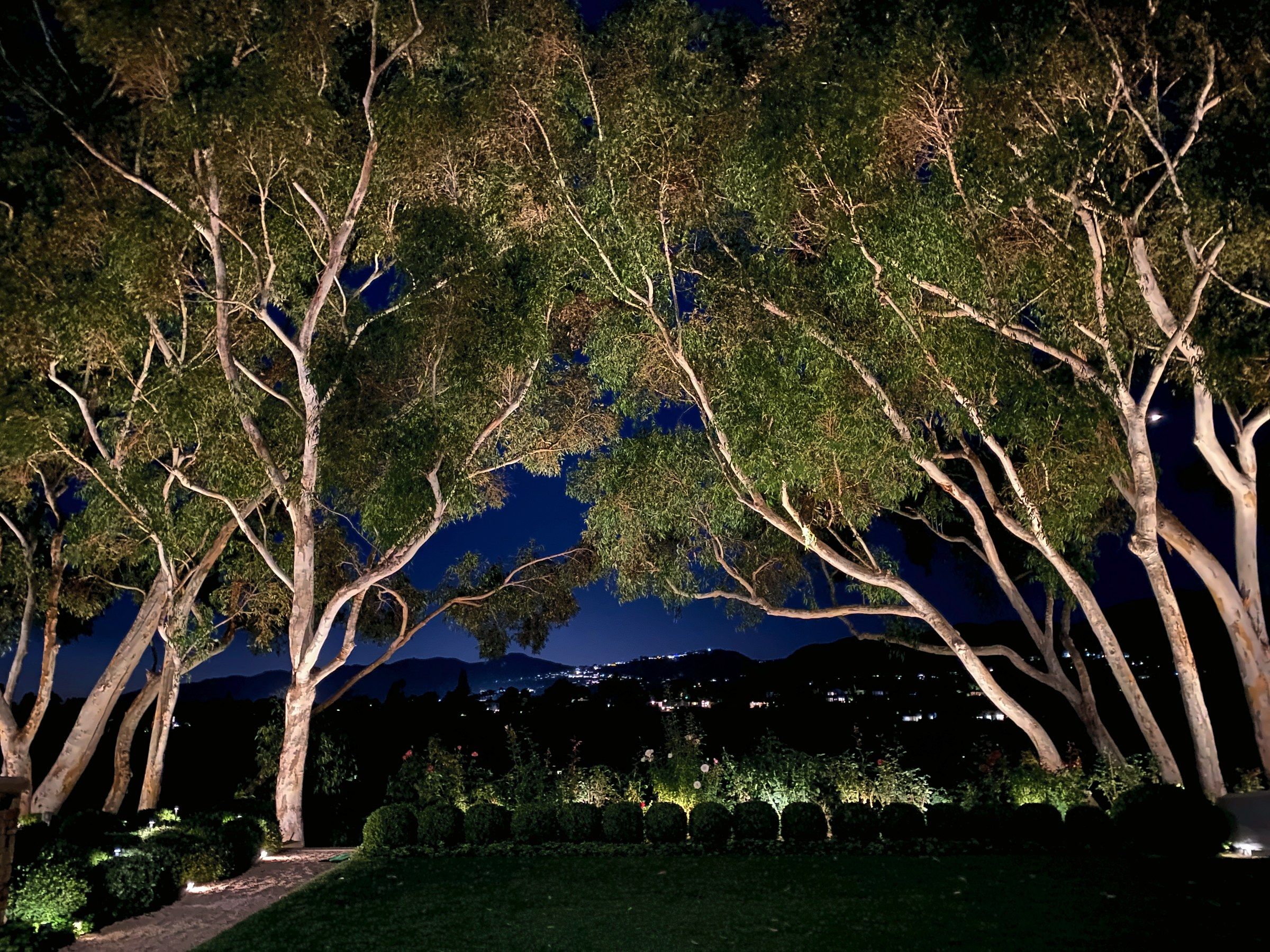 Uplit eucalyptus grove city view