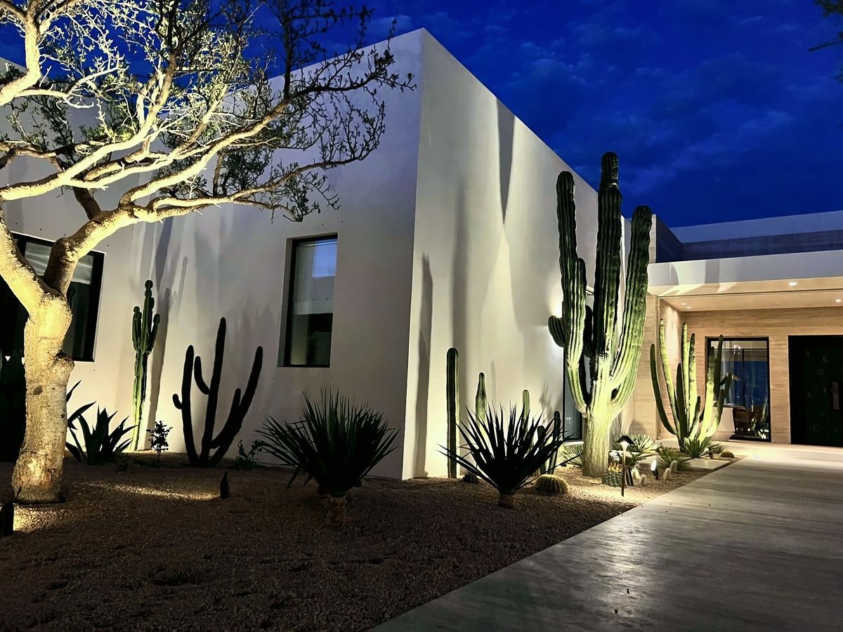 Uplit specimen tree white stucco house
